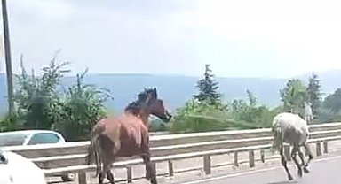 Başıboş atlar trafikte araçlarla yarıştı