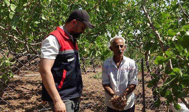 Batmanlı internette gördüğü safrana merak saldı: 10 metrekarelik alanda başladı, 800 metrekareye çıkardı