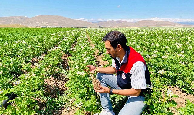 Bayburt'ta patates üretim alanları hastalık ve zararlılara karşı denetlendi