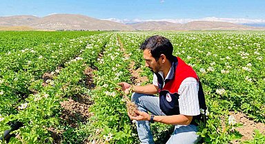 Bayburt'ta patates üretim alanları hastalık ve zararlılara karşı denetlendi