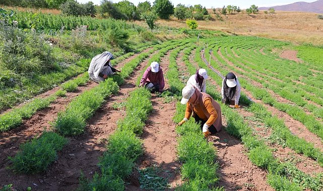Bayburt'ta tarhun hasadı başladı