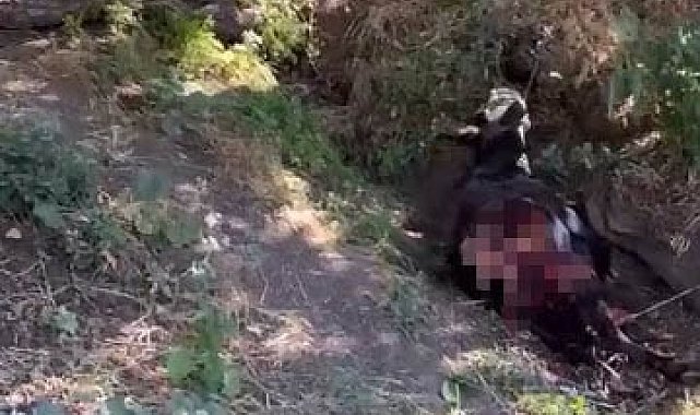 Baykan'da kurt saldırısında eşek telef oldu