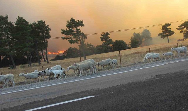 Bayramiç'te orman yangınına havadan ve karadan müdahale devam ediyor