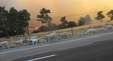 Bayramiç'te orman yangınına havadan ve karadan müdahale devam ediyor