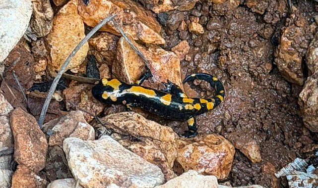 Besni'de ateş semenderi görüntülendi