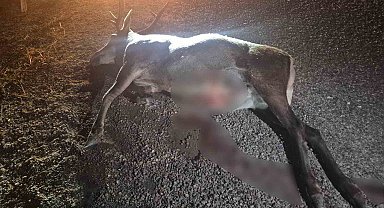 Bilecik'te otomobilin çarptığı geyik telef oldu