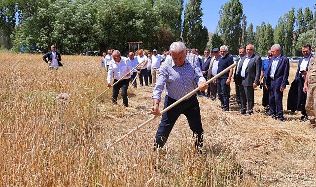 Binali Yıldırım Harman Şenliği'nde tırpan salladı