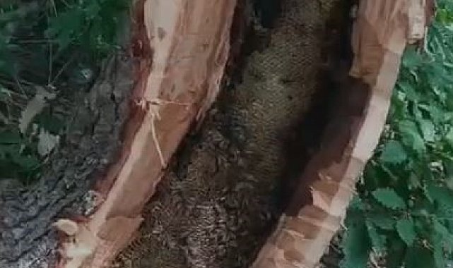 Bingöl'de ağaç kovuğundan kilo kilo bal çıktı