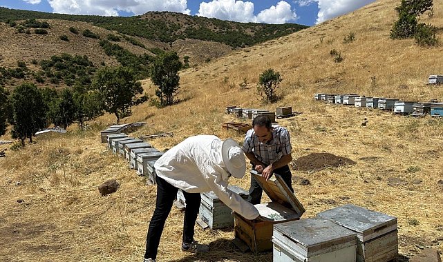 Bingöl'de arıcılara destekleme ve hastalık denetimi