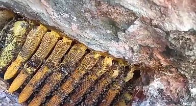 Bingöl'de kayalıklar arasında kilolarca bal çıkartıldı