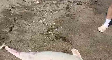 Boğaz'da yunus ölümleri devam ediyor, vatandaşlar tedirgin