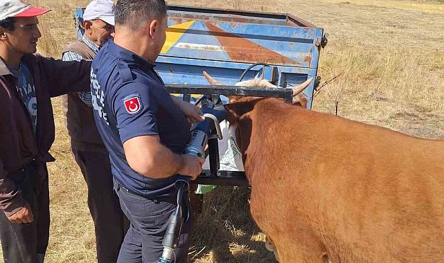 Bolu'da ineğin kafası tarım aletine sıkıştı