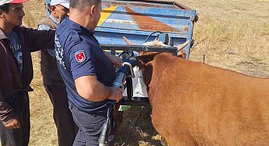Bolu'da ineğin kafası tarım aletine sıkıştı