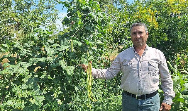 Börülce üreticisinin yüzü gülüyor