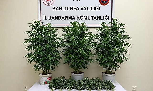 Bozova'da 13 kenevir bitkisi ele geçirildi