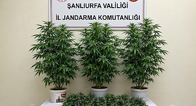 Bozova'da 13 kenevir bitkisi ele geçirildi