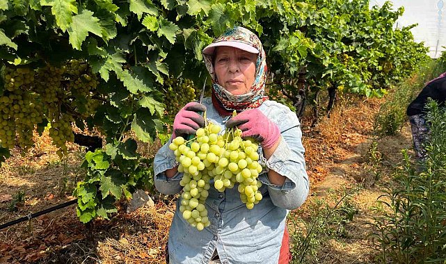 Buldan'da sezonun ilk üzüm hasadı gerçekleştirildi