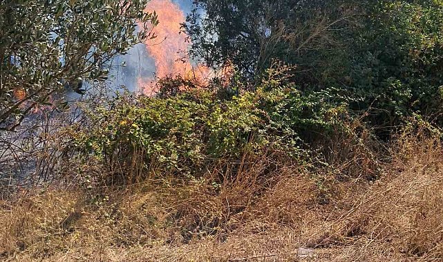 Bursa'da iki ayrı ot yangını kontrol altına alındı