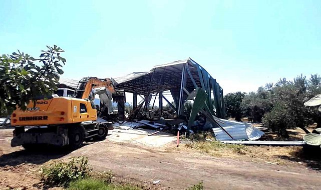 Bursa'da zeytinliğe yapılan kaçak depo böyle yıkıldı