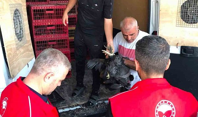 Çelikhan'da 20 aileye 440 kümes hayvanı dağıtıldı