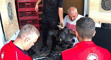 Çelikhan'da 20 aileye 440 kümes hayvanı dağıtıldı