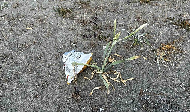 Cezası dudak uçuklatan kum zambakları, çöpler arasında güzelliğini yitirdi