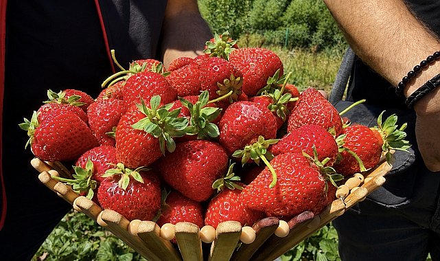 Çilek yetişmez denilen Ağrı toprağı çileği sevdi: Dekar başına 2 ton verim