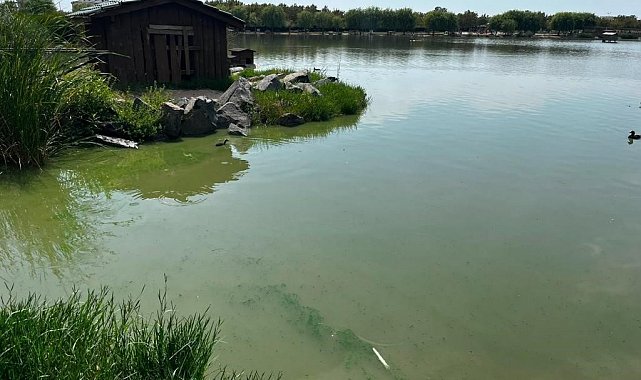 Çorlu Gölbaşı Parkı'nda alg alarmı: Gölette çalışma başlatıldı