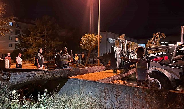 Çorum'da rüzgarın şiddetine dayanamayan ağaç yola devrildi