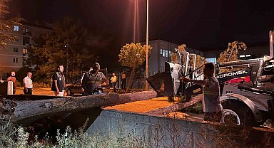Çorum'da rüzgarın şiddetine dayanamayan ağaç yola devrildi