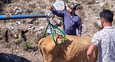 Çukura düşen hamile ineği önce serinletti, sonra kurtardı