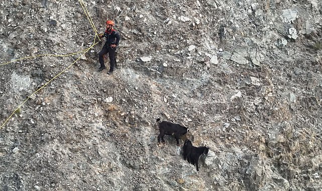 Dağ yamacında mahsur kalan inatçı keçiler 2 saatlik operasyonla kurtarıldı