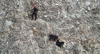 Dağ yamacında mahsur kalan inatçı keçiler 2 saatlik operasyonla kurtarıldı