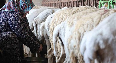 Dağdan gelen koyunlardan elle sağılan süt, kadınların emeğiyle geçim kaynağına dönüşüyor