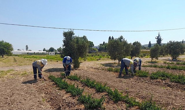 Didim Belediyesi'nden topraktan kente uzanan üretim