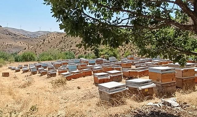 Diyarbakır'da bal sağımı başladı