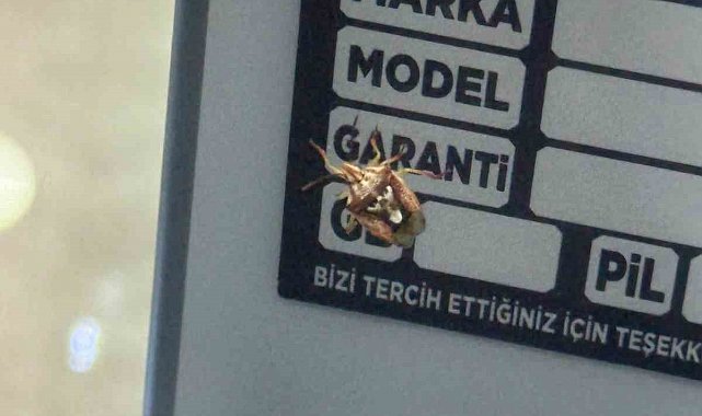 Diyarbakır'da görenleri şaşırtan böcek: Sırtında adeta yüz var