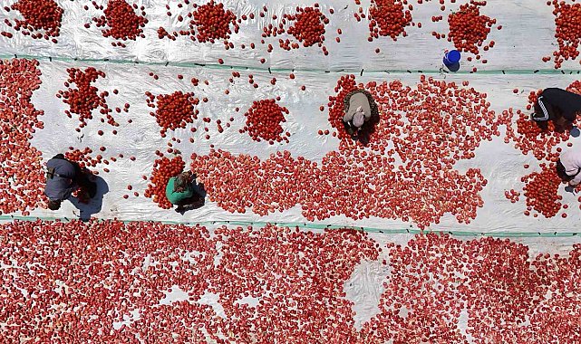 Diyarbakır'da mevsimlik işçilerin yaptığı iş kavurucu sıcak gerektiriyor