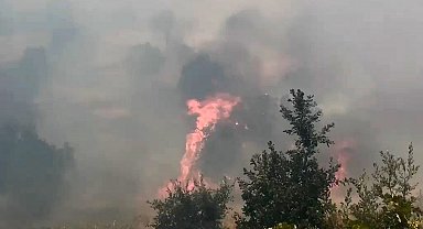 Diyarbakır'da örtü ve orman yangınında geniş alan zarar gördü