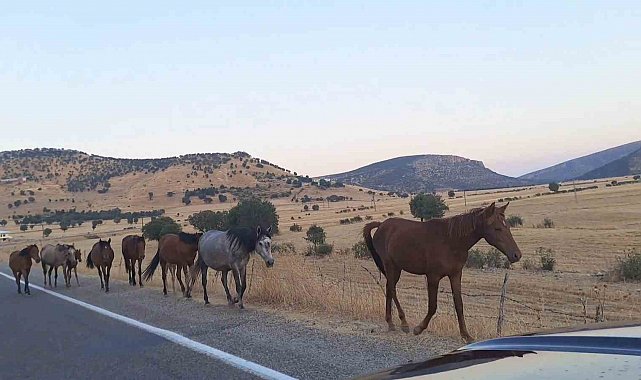 Diyarbakır'da yaban at sürüsü yola indi