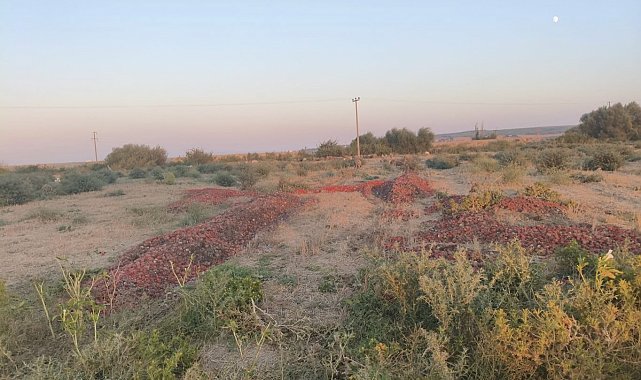 Dökülen domateslerin çürük olduğu ortaya çıktı