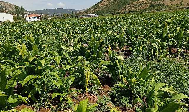Dolu yağışı tütünlere zarar verdi