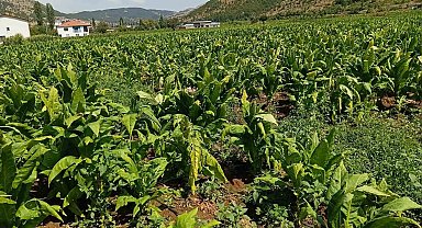Dolu yağışı tütünlere zarar verdi