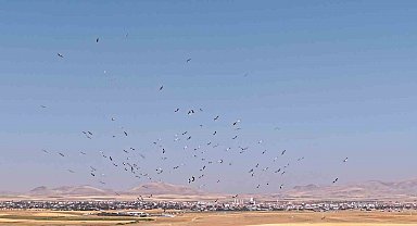 Düden Gölü'nde leyleklerin dansı havadan görüntülendi