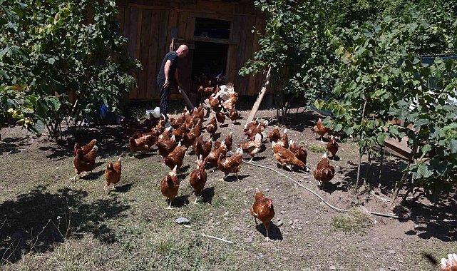 Dükkanını kapattı, köyünde hobi olarak başladığı tavukçulukta müşterilere yetişemiyor