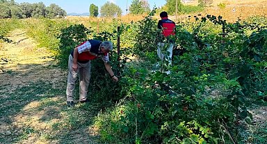 Dumlupınar Selkisaray Köyü'nde böğürtlen üretim alanı kontrol edildi