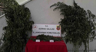 Edirne'de 52 kök kenevir ve 1 kilo 310 gram esrar ele geçirildi: Kenevirleri sularken suçüstü yakalandı