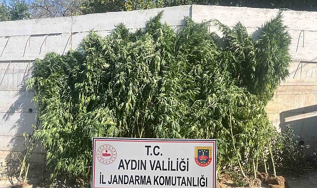 Efeler'de ikamette 250 kök kenevir ele geçirildi
