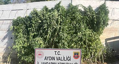 Efeler'de ikamette 250 kök kenevir ele geçirildi