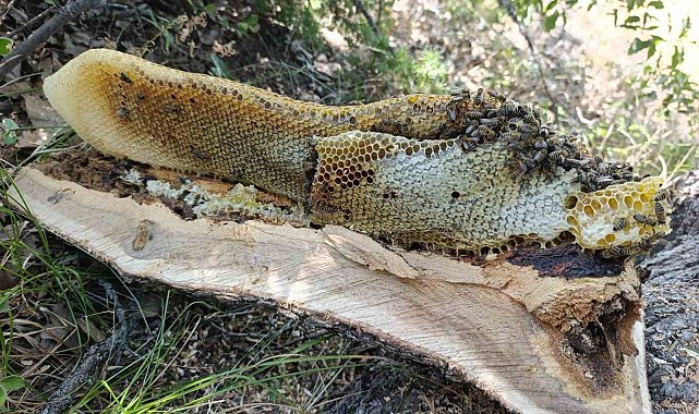 Elazığ'da ağaç kovuğundan kilo kilo bal çıktı